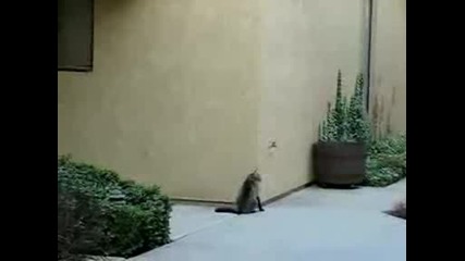 Смешна котка изкачва стената на една къща