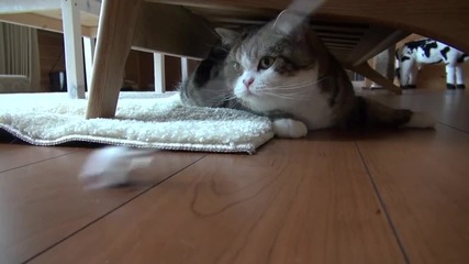 Мару играе под дивана