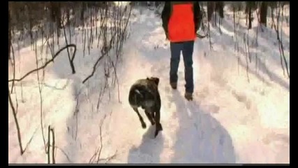 Германски Късокосмест Поинтер
