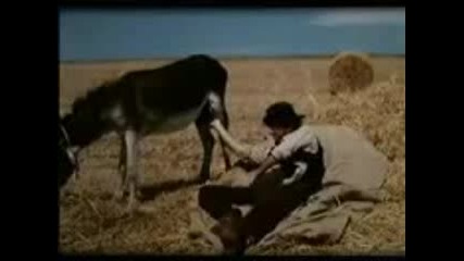 time sense donkey