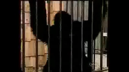 Скрита Камера Маймуни Се Смеят На Хората