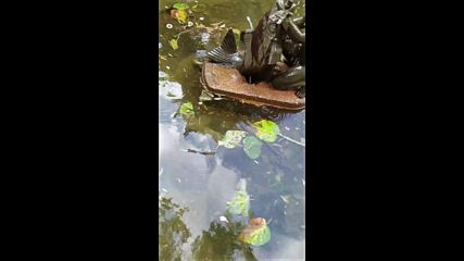 Градинка в центъра на Благоевград
