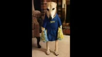 Funny Animals 