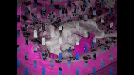 [mv] My Dog [mv]