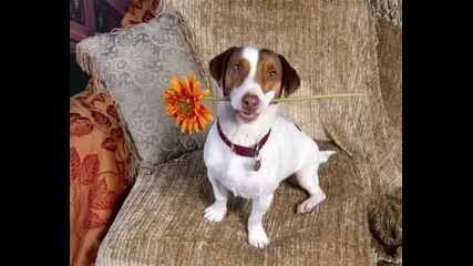 Dogs Wallpapers