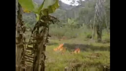 National Geographic - Kalimantans Orangutans