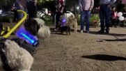 За добра кауза: Парад на „светещи” кучета в Чили