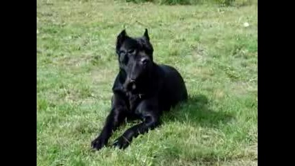 Cane Corso Sheri.flv