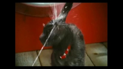 Кучета И Котки (трейлър)