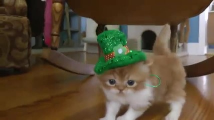 Много секси котка 