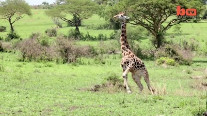 Застрашен жираф спасен от бракониери