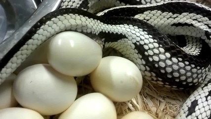 Кралска змия снася яйца