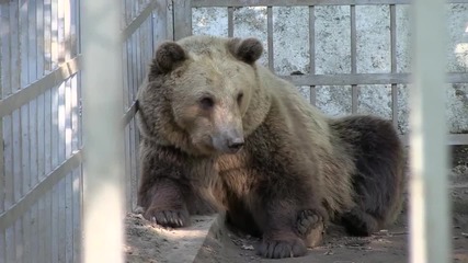 Изпратиха мечките Бойка и Станди в дом парка за танцуващи мечки в Белица