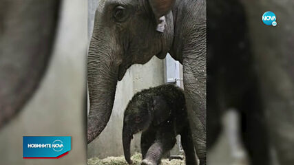 В зоопарка в Сейнт Луис се роди слонче за първи път от 27 години насам