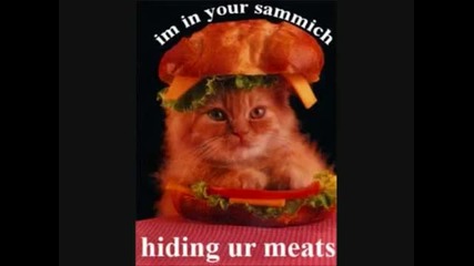 Very Funny Cats! 