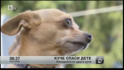 Куче стана герой в Канада