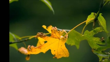 Bliss of Nature