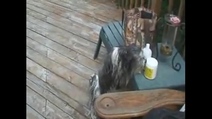 Havanese Katsuro Jumping in Pool 101
