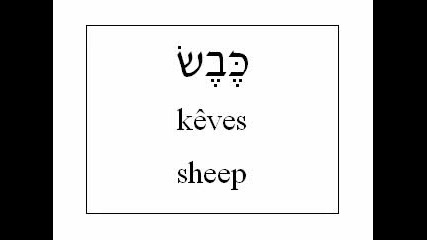 Learn Hebrew - Animal Vocabulary English