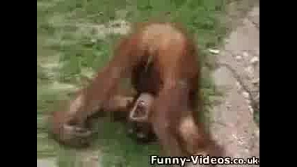 орангутан си пикае в устата!смях
