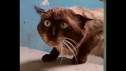 Котка с най-уплашен поглед...