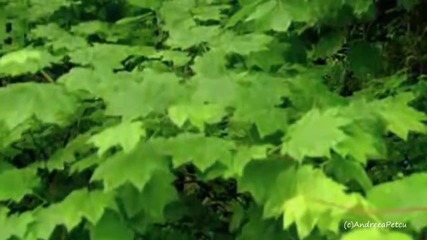 Bernward Koch - Song Of A Young Tree
