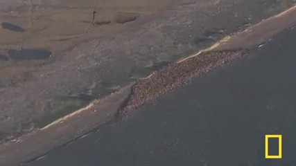 Walruses Swarm Beaches as Ice Melts