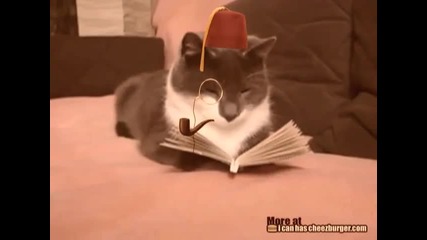 Котка Чете Книга 