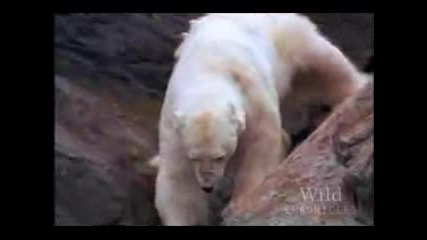 National Geographic Polar Bear Vs. Walrus