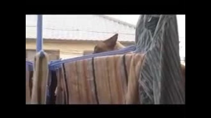 В главните роли: Суперкотката, Музика: Sail by Awolnation