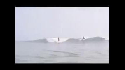 акула прескача сърфист