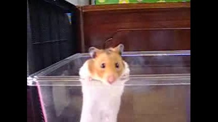 Prison Break