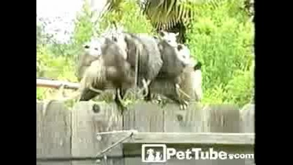 Майка опосум балансира с децата си на гръб!!! 
