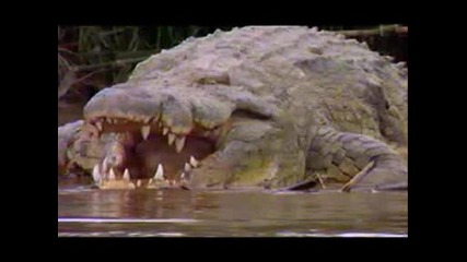 Густав Най - Големия Крокодил На Света