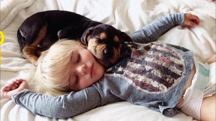 Компилация Смях ! Cute dogs cuddling and playing with babies