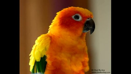 Relaxing sounds [birds 2]
