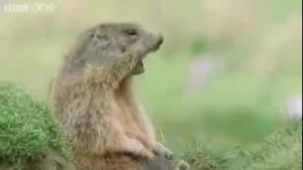 Смешни говорещи животни