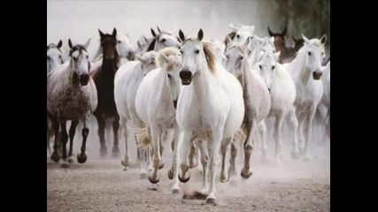 * Наско Ментата - 7 бели коня 2010 * 