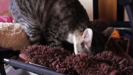Коте