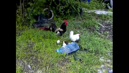 кокошка с малки пиленца