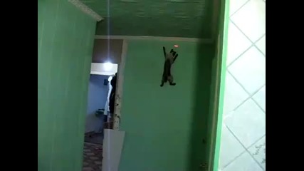Котката подгони лазера по стената