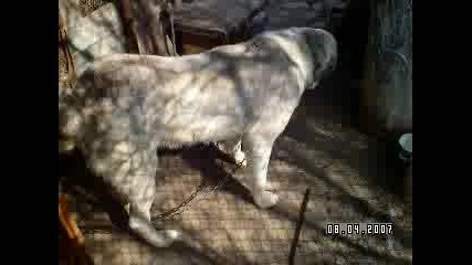 Красиви Кучета - Средно Азиатска Овчарка