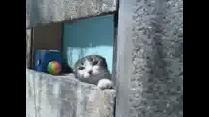 Kote.3gp