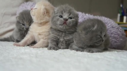 Най-сладките малки котенца