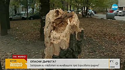 Защо не са премахнати маркирани опасни дървета в Борисовата градина?