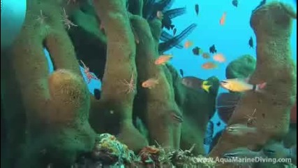 Красотата На Подводния Свят