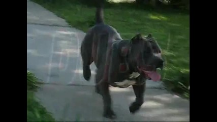 Pit Bull Dubs Dtownbullys.com