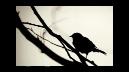 Sara Lov - My body is a cage 