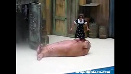 Морски Лъв Прави Коремни Преси 2 !