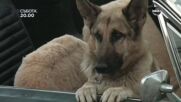 "K-9" на 10 януари, събота от 20.00 ч. по DIEMA